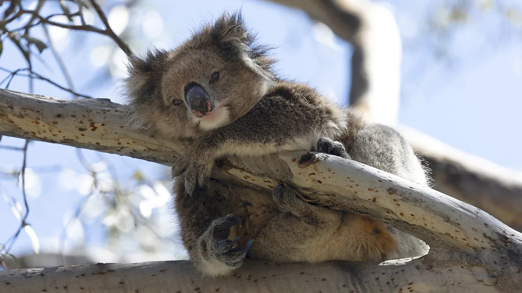 Kangeroo Island koalas